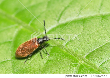 False leaf beetle (large yellow leaf beetle) (female) False leaf beetle (large yellow leaf beetle) (female) 136062443