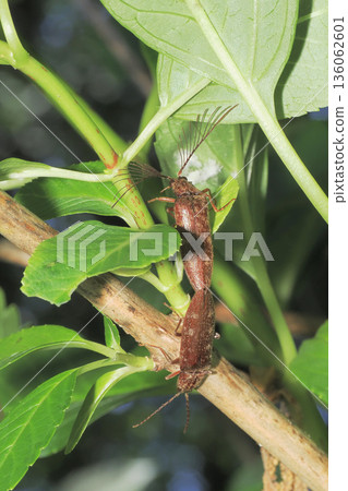 鬚甲蟲（交配） 136062601