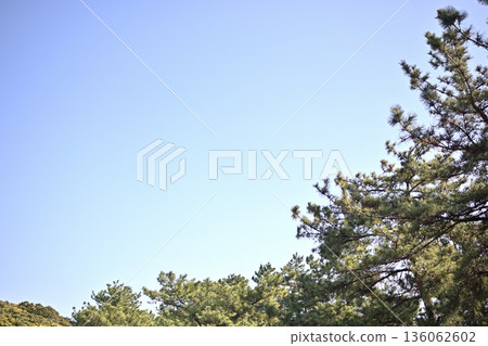 松樹和藍天 136062602