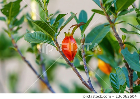 成熟、鮮豔的橙色梔子花果實特寫 136062604