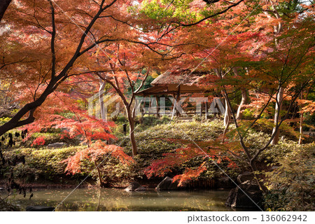 Autumn leaves near the Azalea Teahouse in Rikugien Garden Autumn leaves near the Azalea Teahouse in Rikugien Garden 136062942