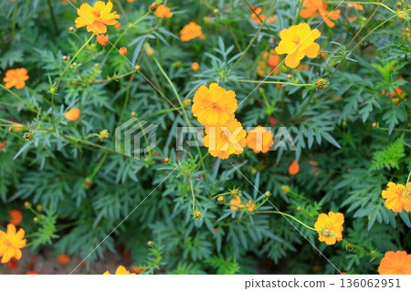 可愛的黃色波斯菊 可愛的黃色波斯菊 136062951