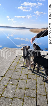 Two dogs wait for a treat from their owner on the lakeside promenade on a sunny day. Two dogs wait for a treat from their owner on the lakeside promenade on a sunny day. 136063487