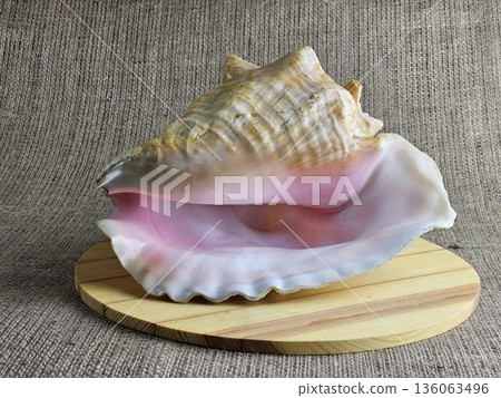 A close-up of a Strombus gigas sea snail shell on wooden stand against a burlap background. A close-up of the beautiful texture of a sea snail shell. A king sea snail from the Caribbean. 136063496