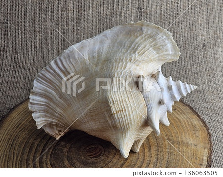 A close-up of a Strombus gigas sea snail shell on a wooden stand against a burlap background. A close-up of the beautiful texture of a sea snail shell. A king sea snail from the Caribbean. 136063505