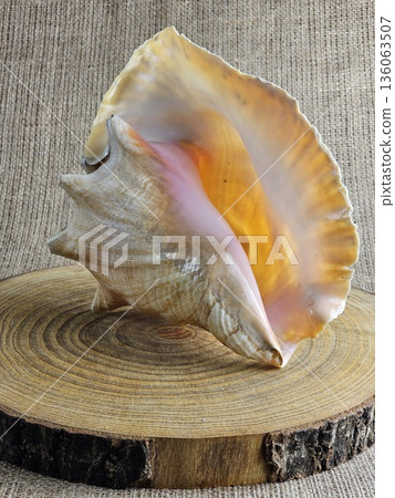 A close-up of Strombus gigas sea snail shell on a wooden stand against a burlap background. A close-up of the beautiful texture of a sea snail shell. A king sea snail from the Caribbean. 136063507