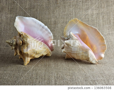 A close-up of two Strombus gigas shells against burlap background. A close-up of the beautiful texture of a sea snail shell. A king sea snail from the Caribbean. 136063508