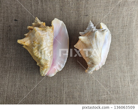 A close-up of two Strombus gigas shells against a burlap background. Close-up of the beautiful texture of a sea snail shell. A king sea snail from the Caribbean. 136063509