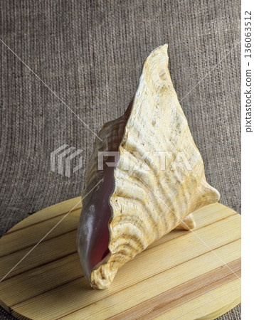 A close-up of a Strombus gigas sea snail shell on a wooden stand against a burlap background. A close-up of the beautiful texture of a sea snail shell. A king sea snail from Caribbean. 136063512