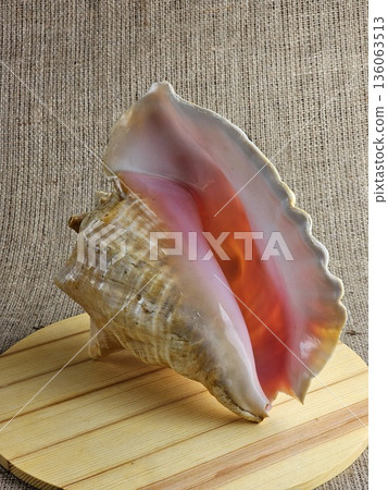 Close-up of Strombus gigas sea snail shell on a wooden stand against a burlap background. A close-up of the beautiful texture of a sea snail shell. A king sea snail from the Caribbean. 136063513