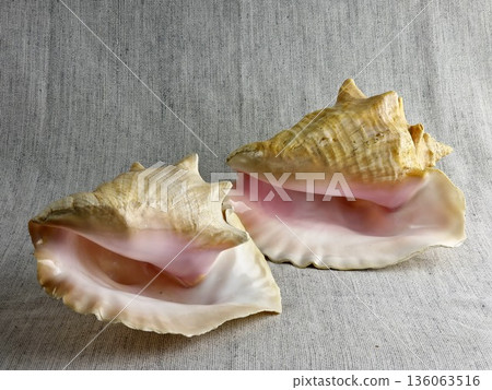A close-up of two Strombus gigas shells against a burlap background. A close-up of the beautiful texture of a sea snail shell. A king sea snail from the Caribbean. A close-up of two Strombus gigas shells against a burlap background. A close-up of the beautiful texture of a sea snail shell. A king sea snail from the Caribbean. 136063516