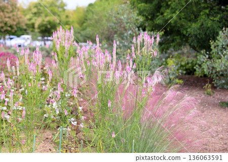 Cute bellflower 136063591