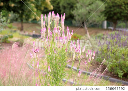 Cute bellflower 136063592