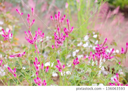 Cute bellflower 136063593