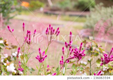 Cute bellflower 136063594