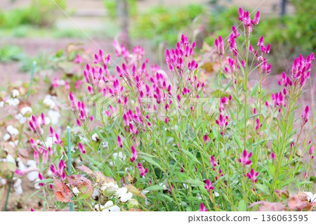 Cute bellflower 136063595