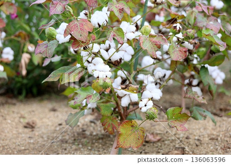 清爽的棉籽 136063596