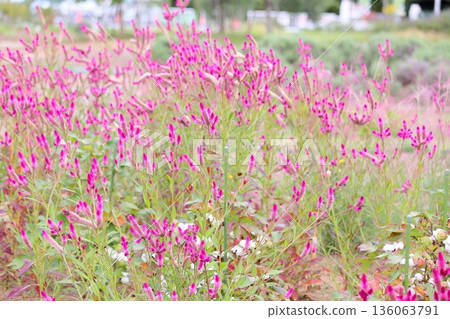 Cute bellflower 136063791