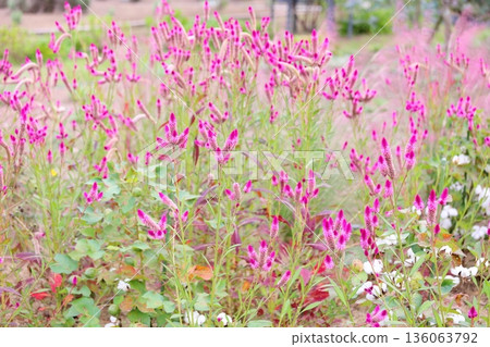 Cute bellflower 136063792