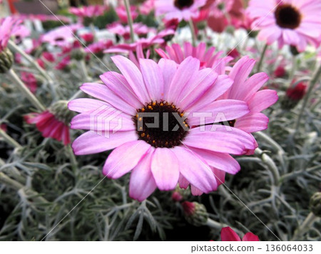 Rhodanthemum Lil Pink 136064033