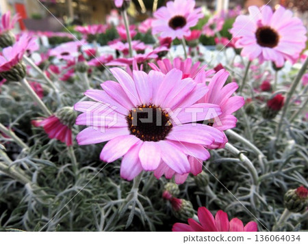 Rhodanthemum Lil Pink 136064034