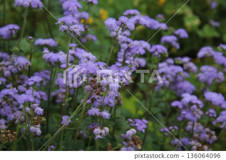 藿香薊 藿香薊 6 藿香薊 藿香薊 6 136064096