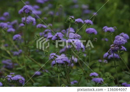 藿香薊 藿香薊 7 藿香薊 藿香薊 7 136064097