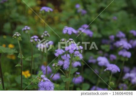 藿香薊 8 藿香薊 8 136064098