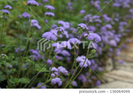 藿香薊 藿香薊 9 藿香薊 藿香薊 9 136064099