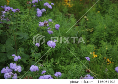 藿香薊 藿香薊 18 藿香薊 藿香薊 18 136064108