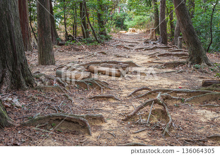 天王山森林景色,京都府大山崎町,乙國郡 天王山森林景色,京都府大山崎町,乙國郡 136064305