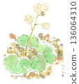 Watercolor illustration of winter plants, fluffy Japanese butterbur 136064310