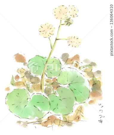冬季植物水彩插畫，毛茸茸的日本蜂斗菜。 136064310