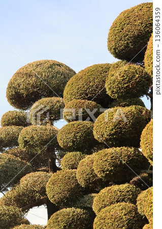 修剪得很漂亮的花園樹 136064359