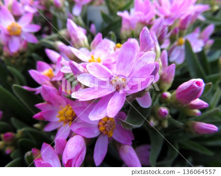 Helichrysum Rose Beauty Helichrysum Rose Beauty 136064557