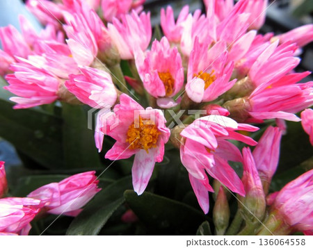 Helichrysum Rose Beauty Helichrysum Rose Beauty 136064558