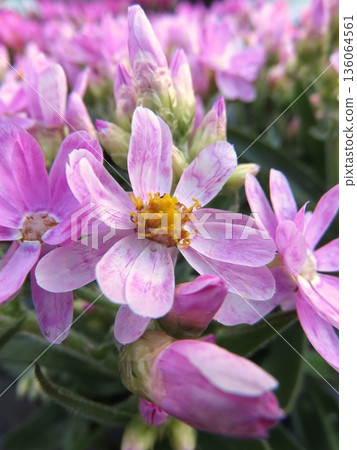 Helichrysum Rose Beauty Helichrysum Rose Beauty 136064561