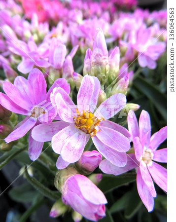 Helichrysum Rose Beauty Helichrysum Rose Beauty 136064563