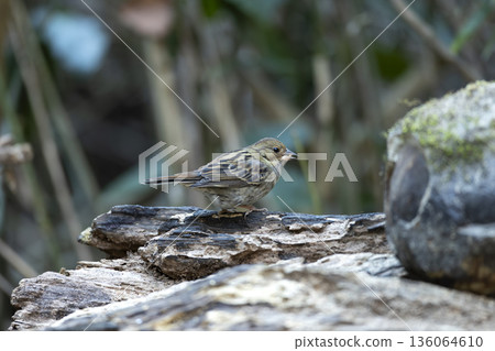 灰色旗布 136064610