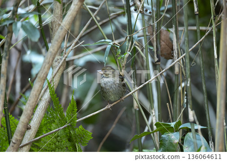 灰色旗布 136064611