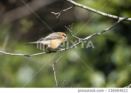 伯勞 伯勞 136064621