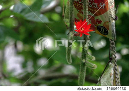 克雷斯特仙人掌（Craist Cactus Winteri）深紅花貓尾仙人掌（Crimson Flower Cat's Tail Cactus）室內植物稀有仙人掌串仙人掌（String Cactus Hilde Winteri） 136064688