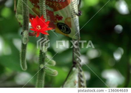 克雷斯特仙人掌(Craist Cactus Winteri)深紅花貓尾仙人掌(Crimson Flower Cat's Tail Cactus)室內植物稀有仙人掌串仙人掌(String Cactus Hilde Winteri) 克雷斯特仙人掌(Craist Cactus Winteri)深紅花貓尾仙人掌(Crimson Flower Cat's Tail Cactus)室內植物稀有仙人掌串仙人掌(String Cactus Hilde Winteri) 136064689