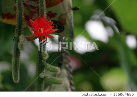 克雷斯特仙人掌（Craist Cactus Winteri）深紅花貓尾仙人掌（Crimson Flower Cat's Tail Cactus）室內植物稀有仙人掌串仙人掌（String Cactus Hilde Winteri） 136064690