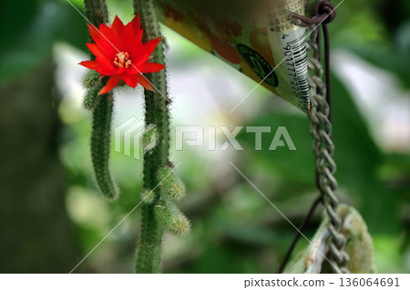 克雷斯特仙人掌（Craist Cactus Winteri）深紅花貓尾仙人掌（Crimson Flower Cat's Tail Cactus）室內植物稀有仙人掌串仙人掌（String Cactus Hilde Winteri） 136064691