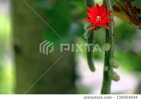 Craist Cactus Winteri Crimson Flower Cat's Tail Cactus Houseplant Rare Cactus String Cactus Hilde Winteri 136064694