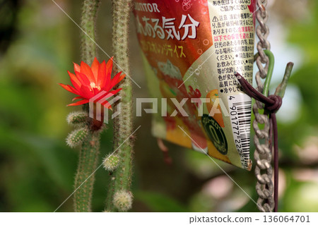 克雷斯特仙人掌(Craist Cactus Winteri)深紅花貓尾仙人掌(Crimson Flower Cat's Tail Cactus)室內植物稀有仙人掌串仙人掌(String Cactus Hilde Winteri) 克雷斯特仙人掌(Craist Cactus Winteri)深紅花貓尾仙人掌(Crimson Flower Cat's Tail Cactus)室內植物稀有仙人掌串仙人掌(String Cactus Hilde Winteri) 136064701