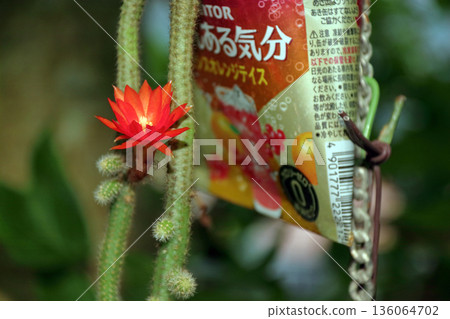 克雷斯特仙人掌(Craist Cactus Winteri)深紅花貓尾仙人掌(Crimson Flower Cat's Tail Cactus)室內植物稀有仙人掌串仙人掌(String Cactus Hilde Winteri) 克雷斯特仙人掌(Craist Cactus Winteri)深紅花貓尾仙人掌(Crimson Flower Cat's Tail Cactus)室內植物稀有仙人掌串仙人掌(String Cactus Hilde Winteri) 136064702