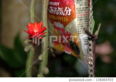克雷斯特仙人掌(Craist Cactus Winteri)深紅花貓尾仙人掌(Crimson Flower Cat's Tail Cactus)室內植物稀有仙人掌串仙人掌(String Cactus Hilde Winteri) 克雷斯特仙人掌(Craist Cactus Winteri)深紅花貓尾仙人掌(Crimson Flower Cat's Tail Cactus)室內植物稀有仙人掌串仙人掌(String Cactus Hilde Winteri) 136064703