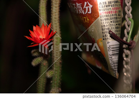 克雷斯特仙人掌(Craist Cactus Winteri)深紅花貓尾仙人掌(Crimson Flower Cat's Tail Cactus)室內植物稀有仙人掌串仙人掌(String Cactus Hilde Winteri) 克雷斯特仙人掌(Craist Cactus Winteri)深紅花貓尾仙人掌(Crimson Flower Cat's Tail Cactus)室內植物稀有仙人掌串仙人掌(String Cactus Hilde Winteri) 136064704